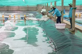 Bến Tre expands two-stage industrial shrimp farming